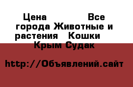 Zolton › Цена ­ 30 000 - Все города Животные и растения » Кошки   . Крым,Судак